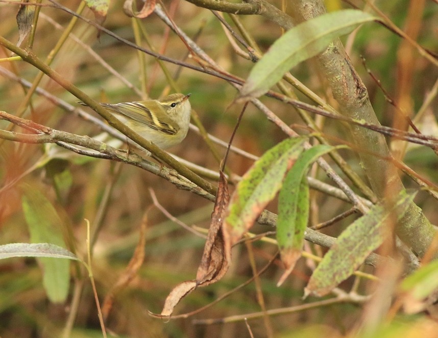 Yellow-browed Warbler - Flamborough Headland October 2025 © Mark Pearson