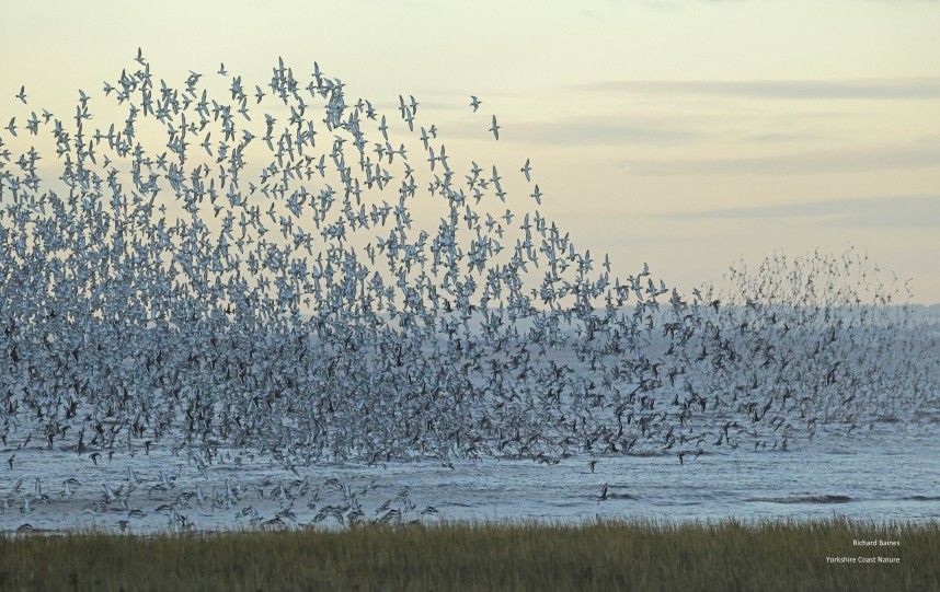 Waders at Outstrays 25 November 2025 © Richard Baines
