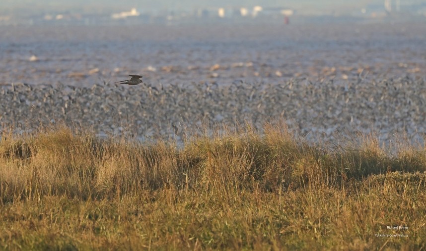Peregrine & Waders at Outstrays 25 November 2025 © Richard Baines