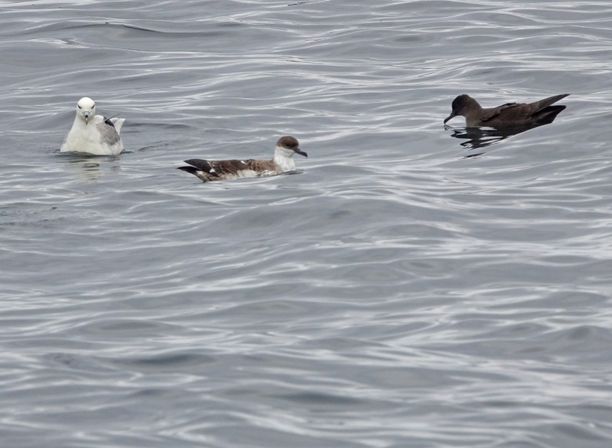 Great Shearwater, Sooty Shearwater & Northern Fulmar - Staithes Pelagic - 24 August © Jono Leadley