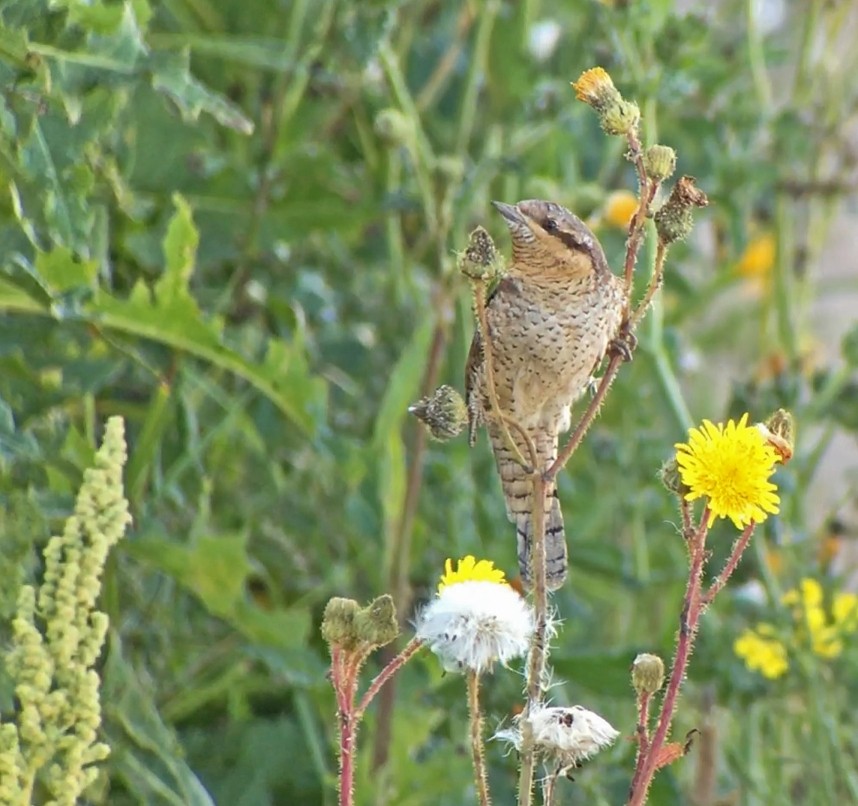Wryneck at Spurn Migfest 9 September 2017 © Richard Baines