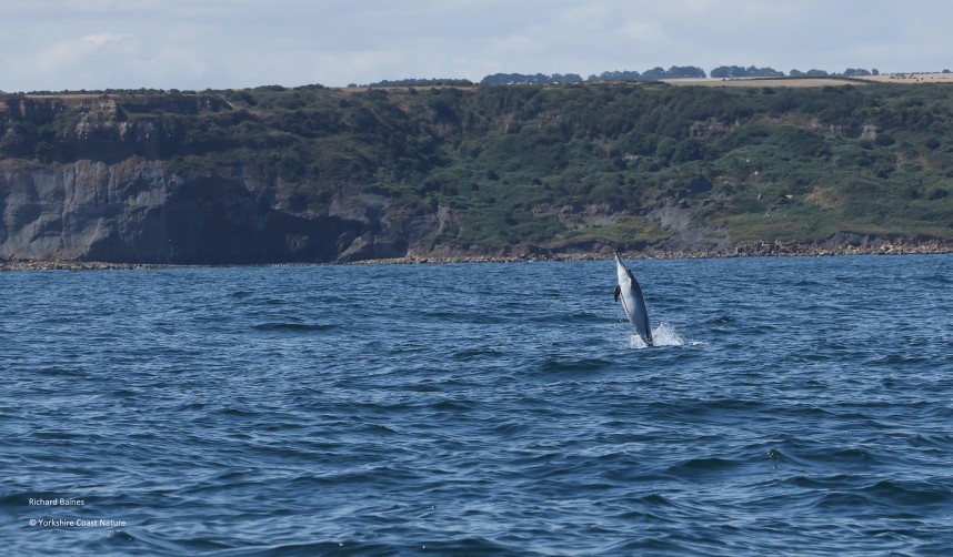 Short-beaked Common Dolphin - Yorkshire Coast Nature Seabird & Whale trip 10 August 2026 © Richard Baines