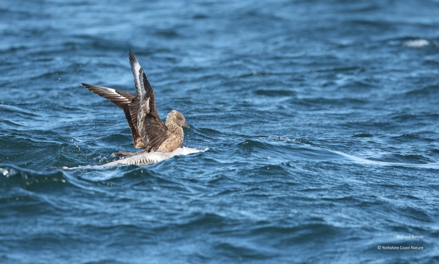 Great Skua - Yorkshire Coast Nature Seabird & Whale trip 27 July 2026 © Richard Baines