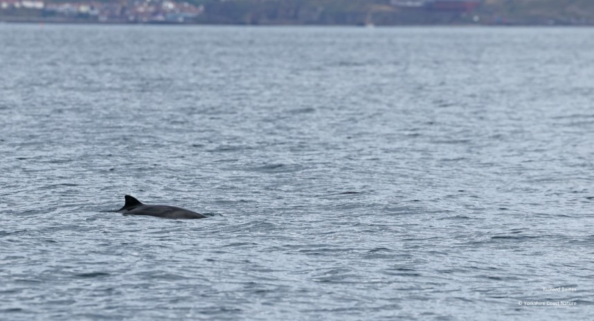 Harbour Porpoise - Yorkshire Coast Nature Seabird & Whale trip 31 July 2026 © Richard Baines