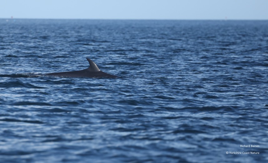 Minke Whale - Yorkshire Coast Nature Seabird & Whale trip 8 August 2026 © Richard Baines