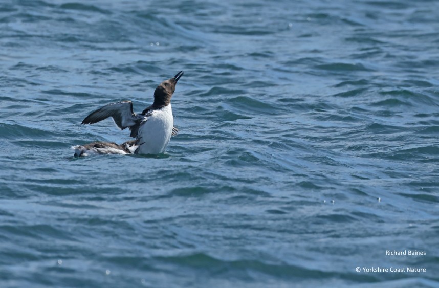 Common Guillemot adult and juvenile - Yorkshire Coast Nature Seabird & Whale trip 8 August 2026 © Richard Baines