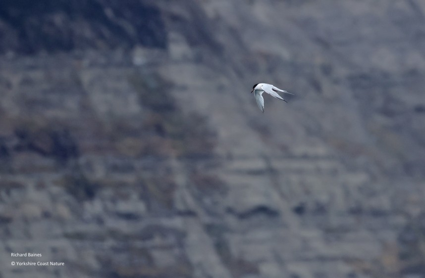 Roseate Tern adult - Yorkshire Coast Nature Seabird & Whale trip 7 August 2026 © Richard Baines