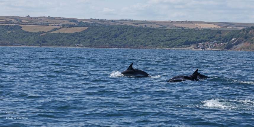 Short-beaked Common Dolphins - Yorkshire Coast Nature Seabird & Whale trip 10 August 2026 © Richard Baines
