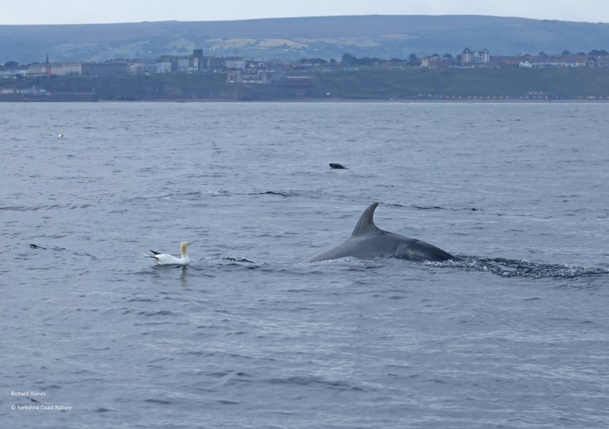 Minke Whale - Yorkshire Coast Nature Seabird & Whale trip 29 August 2026 © Richard Baines