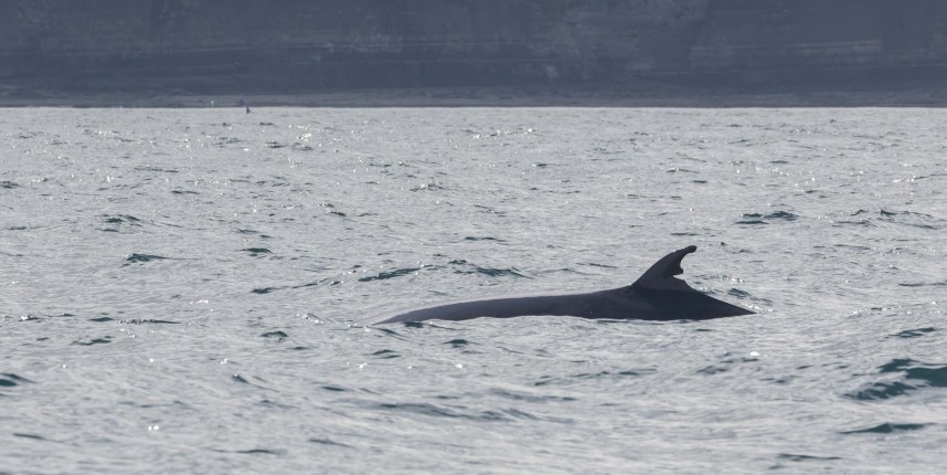 Minke Whale 'Bitsa' - Yorkshire Coast Nature Seabird & Whale trip 31 August 2026 © Bethan Clyne