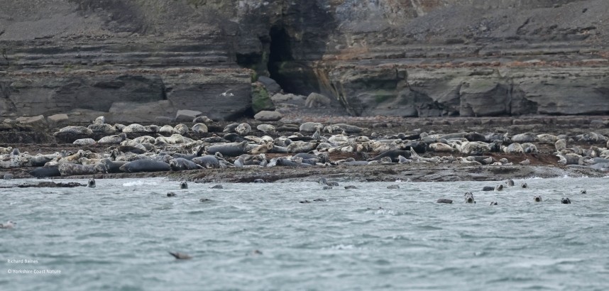 Atlantic Grey Seals at Kettle Ness - Yorkshire Coast Nature Seabird & Whale trip 31 August 2026 © Richard Baines