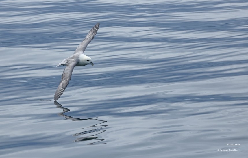 Northern Fulmar - Yorkshire Coast Nature Seabird & Whale trip 17 August 2026 © Richard Baines