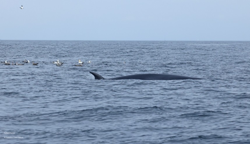 Minke Whale - Yorkshire Coast Nature Seabird & Whale trip 29 August 2026 © Richard Baines