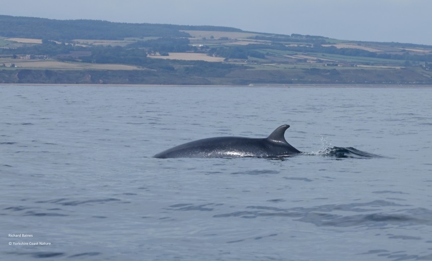 Minke Whale - Yorkshire Coast Nature Seabird & Whale trip 29 August 2026 © Richard Baines