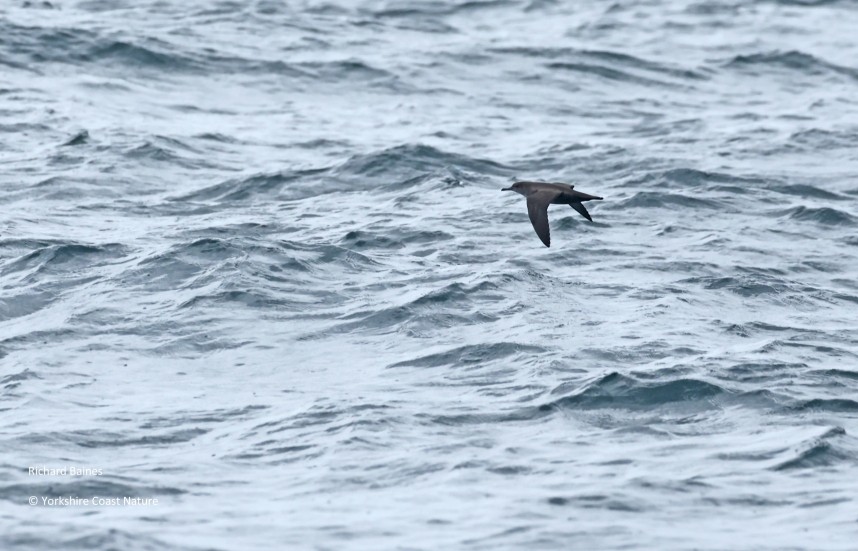 Balearic Shearwater - Yorkshire Coast Nature Seabird & Whale trip 25 August 2026 © Richard Baines