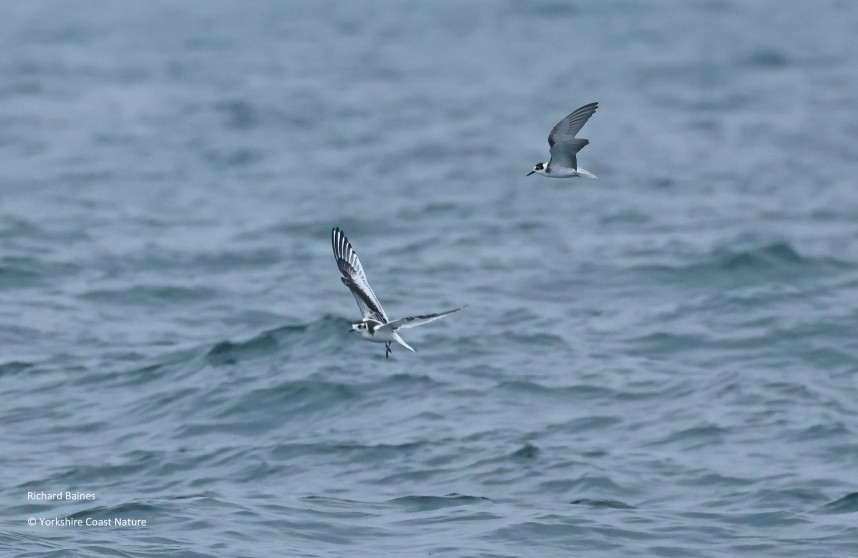 - Yorkshire Coast Nature Seabird & Whale trip 29 August 2026 © Richard Baines