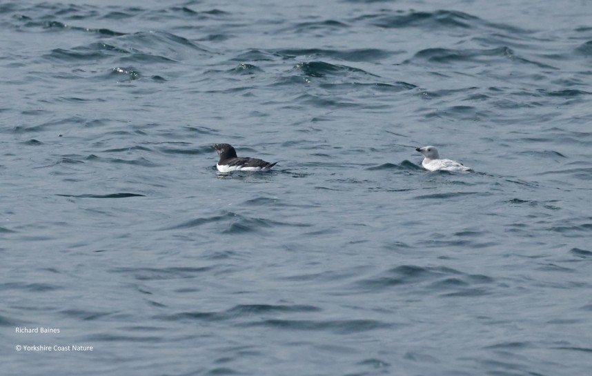 Razorbill (left) and Leucistic Razorbill (right) - Yorkshire Coast Nature Seabird & Whale trip 28 August 2026 © Richard Baines
