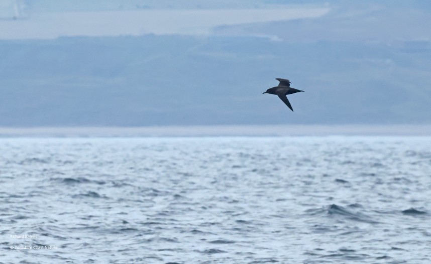 Sooty Shearwater - Yorkshire Coast Nature Seabird & Whale trip 28 August 2026 © Richard Baines