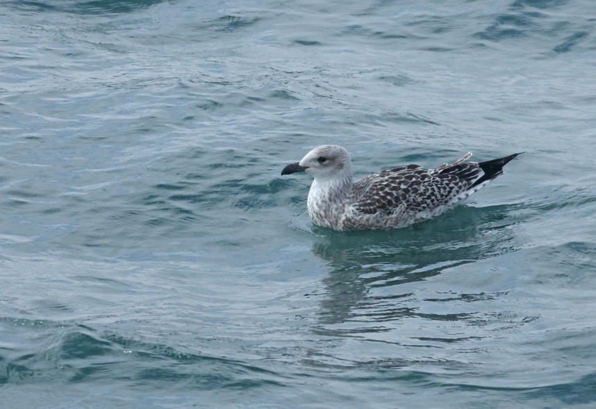 Yellow-legged Gull (juvenile) - Yorkshire Coast Nature Seabird & Whale trip 28 August 2026 © Richard Baines