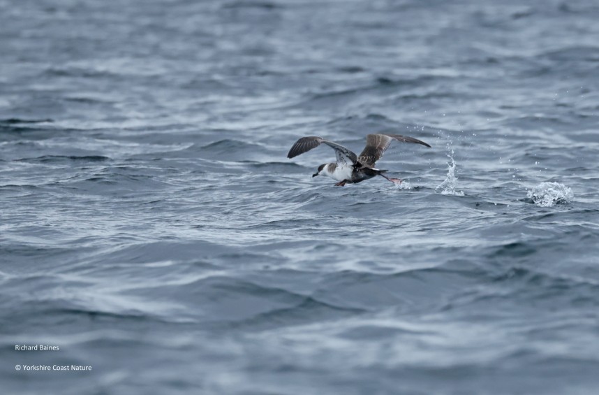 Great Shearwater - Yorkshire Coast Nature Seabird & Whale trip 2 September 2026 © Richard Baines