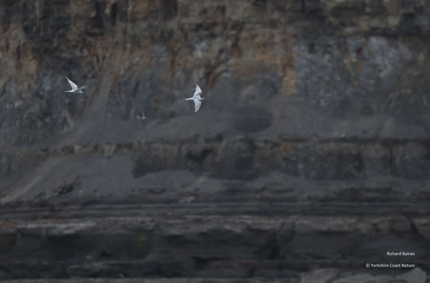 Arctic Terns - Yorkshire Coast Nature Seabird & Whale trip 1 September 2026 © Richard Baines
