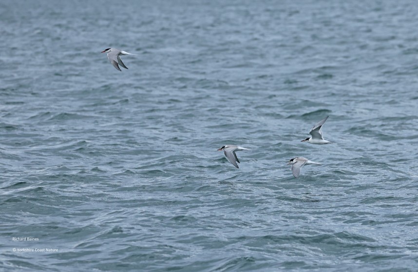 Common Terns - Yorkshire Coast Nature Seabird & Whale trip 1 September 2026 © Richard Baines