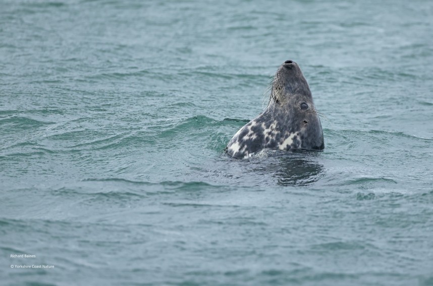 Atlantic Grey Seal - Yorkshire Coast Nature Seabird & Whale trip 2 September 2026 © Richard Baines
