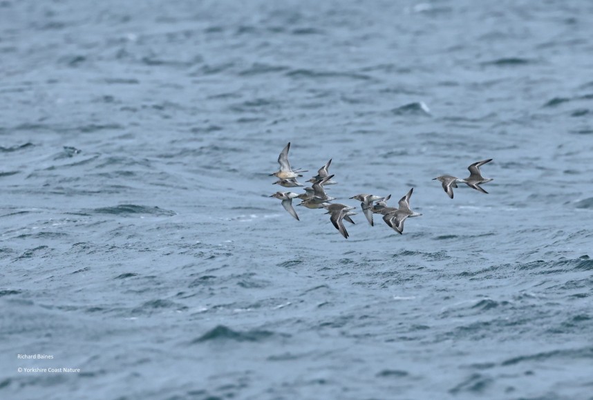 Red Knot - Yorkshire Coast Nature Seabird & Whale trip 1 September 2026 © Richard Baines
