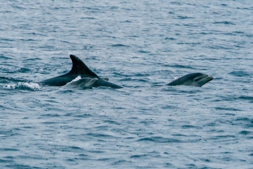 Bottlenose Dolphins - Yorkshire Coast Nature Seabird & Whale trip 1 September 2026 © Gemma Thimbleby
