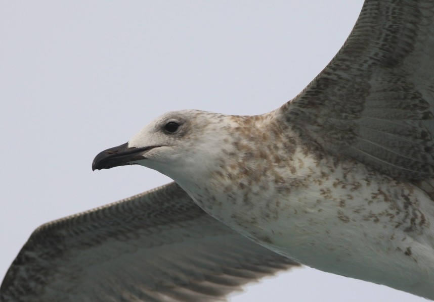 Caspian Gull - Yorkshire Coast Nature Seabird & Whale trip 7 September 2026 © Mark Pearson