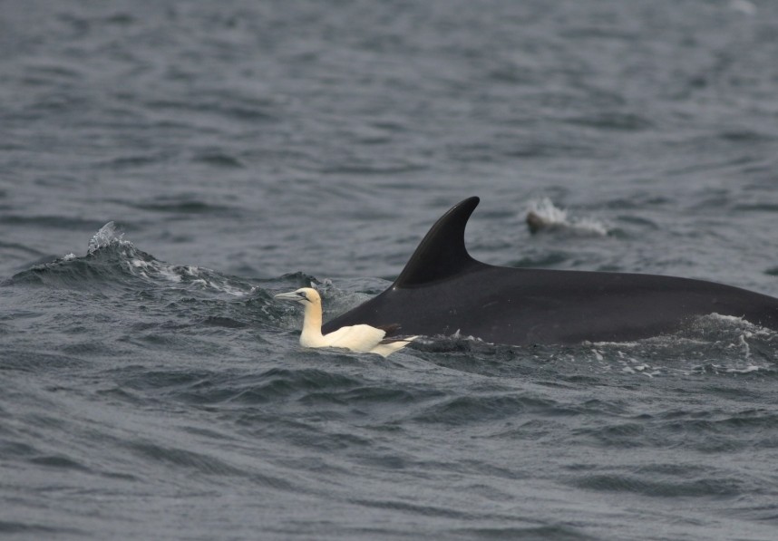 Minke Whale and Northern Gannet - Yorkshire Coast Nature Seabird & Whale trip 7 September 2026 © Mark Pearson
