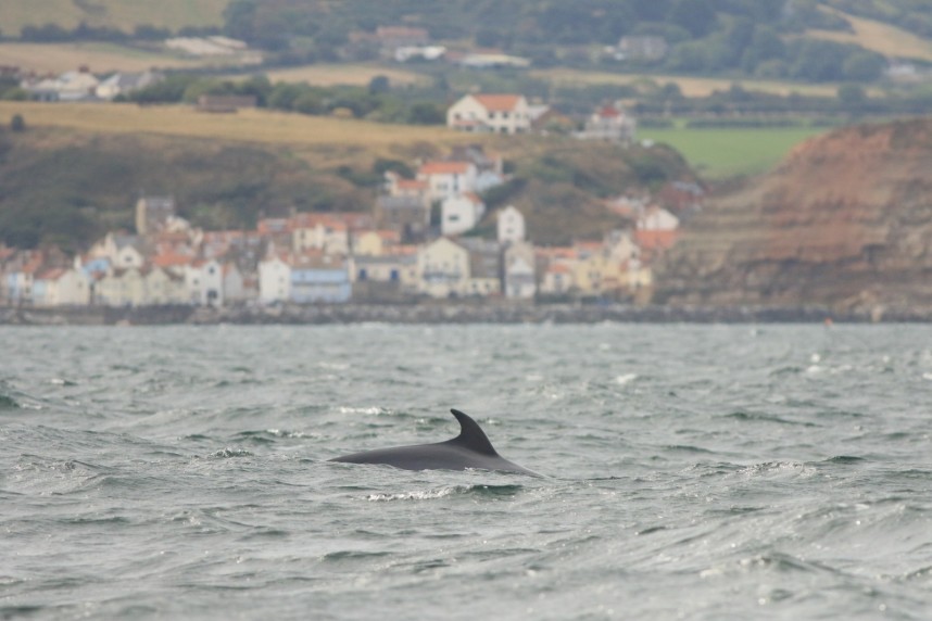 Minke Whale & Staithes in the background - Yorkshire Coast Nature Seabird & Whale trip 7 September 2026 © Mark Pearson