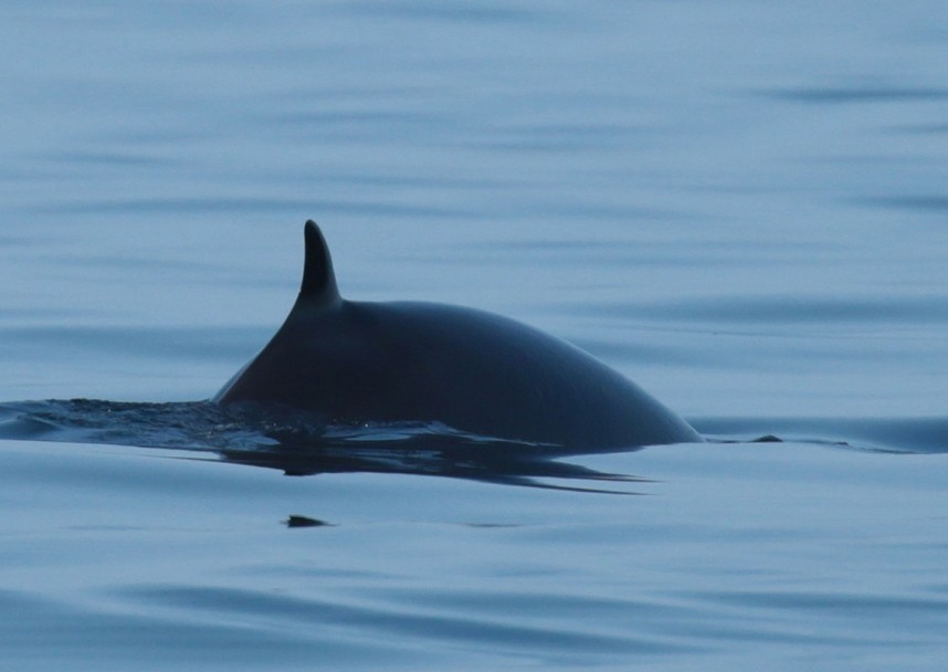 Minke Whale from our seabird and whale boat trip 2019 © Richard Baines