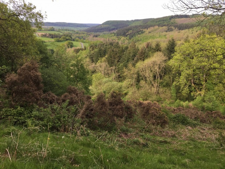 North Yorkshire Forests © Richard Baines